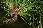 Longstalk sedge